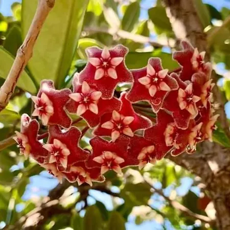 Terrazze Di Montelusa فندق مبيت وإفطار أغريجنتو